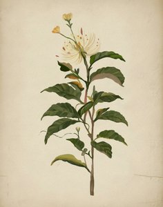 Une élégante composition florale