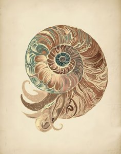 Élégante coquille de nautile - Josie George