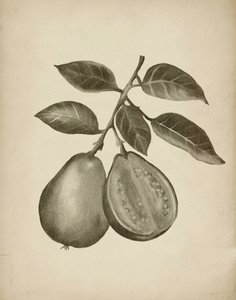 Étude botanique de la goyave - Josie George