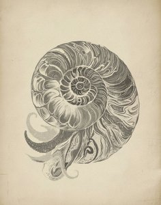La spirale complexe du nautile - Josie George