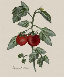 Tomates mûres sur pied