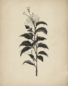 Illustration botanique d