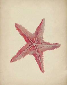 Étoile de mer rose vintage