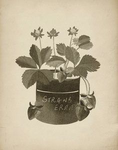 Illustration vintage de fraises