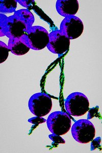 Perles de prière violettes, de la série Misbaha, 2016 (photographie) - Joy Lions