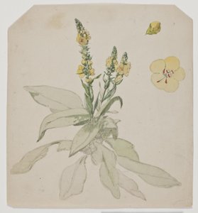 Molène en fleur (verbaserum)