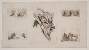 Chevaux, vaches, chats et une tête de chèvre. Feuille d