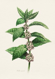 Menthe en fleur (nom botanique) - Juan Hernaz