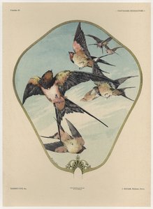 Éventail, planche 30 de 