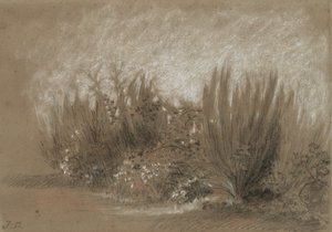 Genêts et Ronces