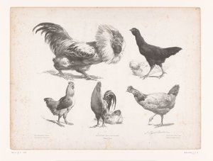 Études de différentes sortes de poules - Jules Joseph Augustin Laurens