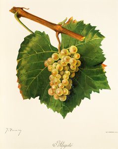 Raisin Aligoté