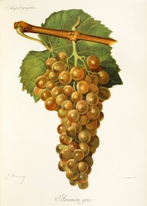 Raisin Aramon Gris - Jules Troncy