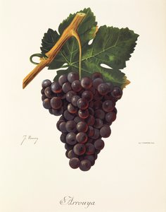 Raisin Arrouya par J. Troncy - Jules Troncy