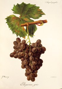 Raisin Aspiran Gris - Jules Troncy