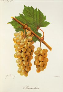 Raisin Autuchon - Jules Troncy