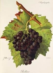 Bellino - Jules Troncy