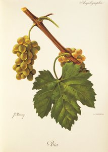 Raisin Bia par J. Troncy