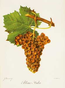 Blanc Auba - Jules Troncy