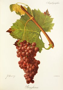 Raisin Braghina - Jules Troncy