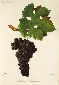 Cabernet Sauvignon