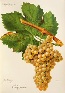 Cabugueiro - Jules Troncy