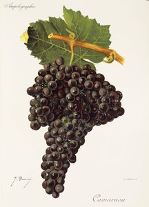 Raisin Camaraou - Jules Troncy
