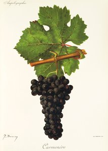 Raisin Carmenere - Jules Troncy