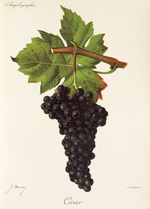 Raisin César - Jules Troncy