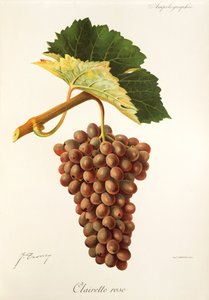 Clairette Rose - Jules Troncy