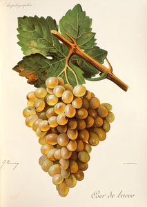 Raisin Coer de Bacco, de Traité Général de Viticulture. Ampélographie