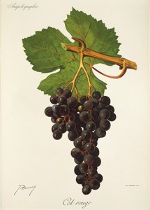 Raisin Cot Rouge par J. Troncy - Jules Troncy