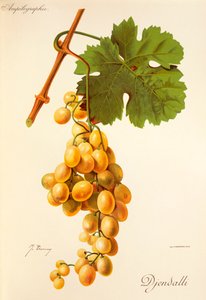 Raisin Djendalli - Jules Troncy