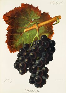 Raisin Drodelabi - Jules Troncy