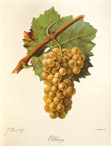 Elbling - Jules Troncy