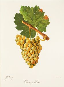 Raisin Gamay Blanc
