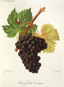 Gamay Tête de Nègre - Jules Troncy
