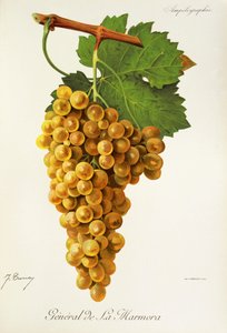 Raisin Général de la Marmora