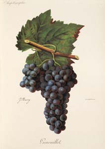 Raisin Genouillet par J. Troncy - Jules Troncy