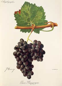 Gros Paugayen - Jules Troncy