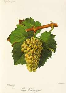 Raisin Gros Sauvignon - Jules Troncy