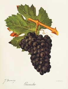 Gueuche - Jules Troncy