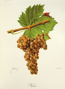Raisin Hans par J. Troncy - Jules Troncy