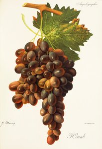 Raisin Henab Noir par J. Troncy - Jules Troncy