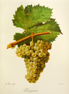 Raisin Jacquère - Jules Troncy
