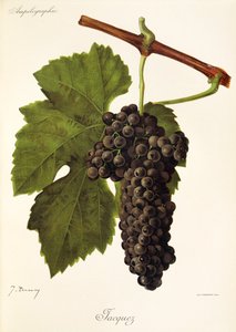 Raisin Jacquez par J. Troncy - Jules Troncy