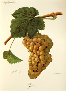 Raisin Jaen par J. Troncy - Jules Troncy