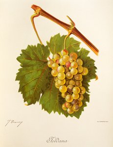 Jordana - Jules Troncy