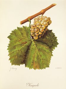 Raisin Kniperle