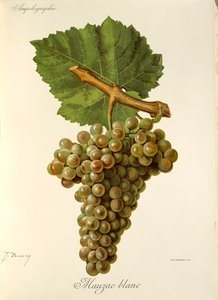 Raisin Mauzac Blanc - Jules Troncy